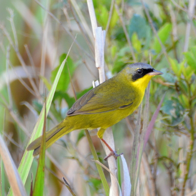 Fann-Breasted Tanager